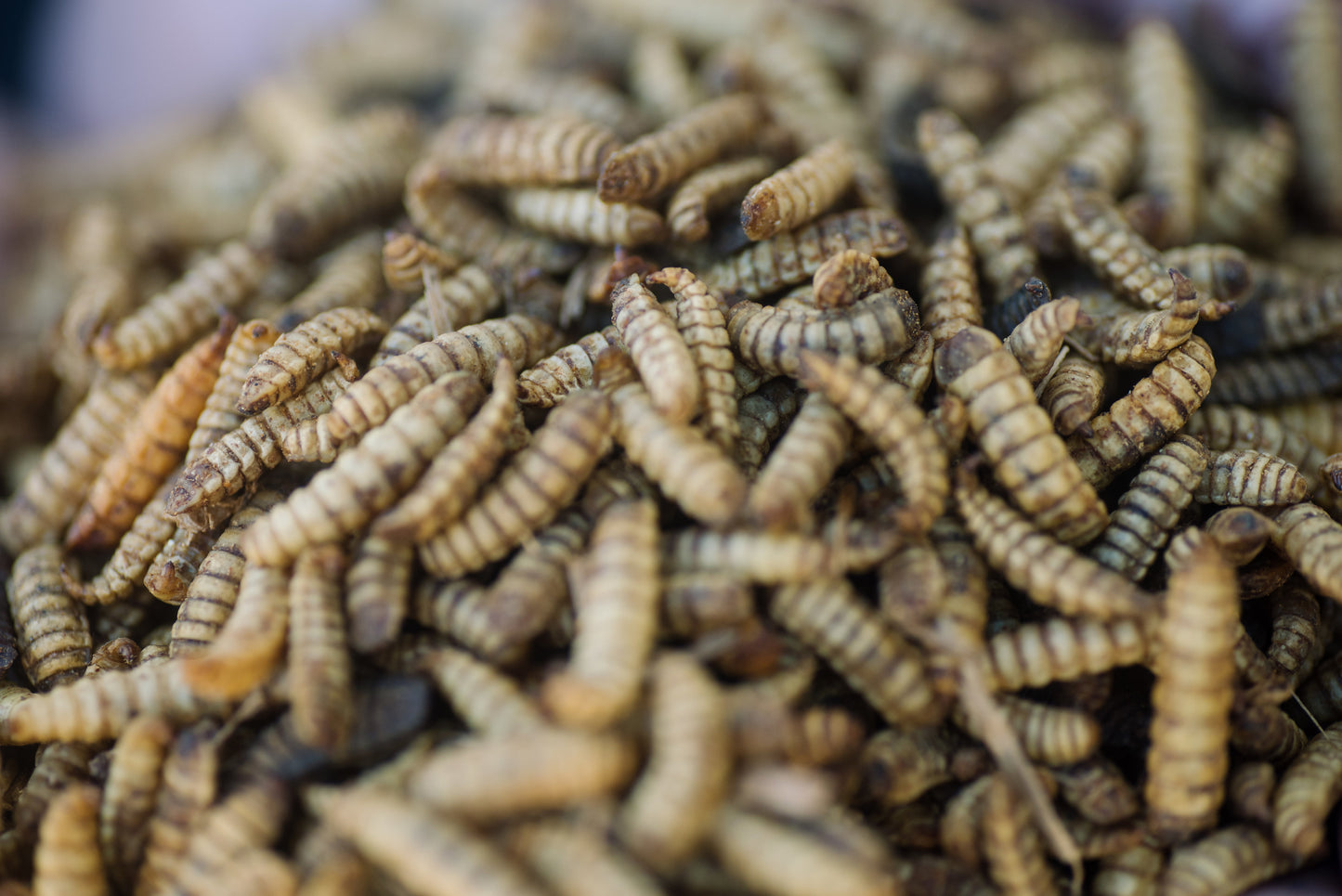 Black Soldier Fly Larva