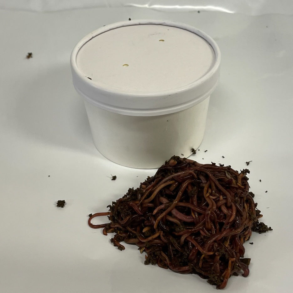 Red Wigglers (compost worms) - STARTER KIT