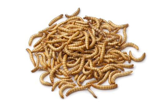 Mealworms - Live