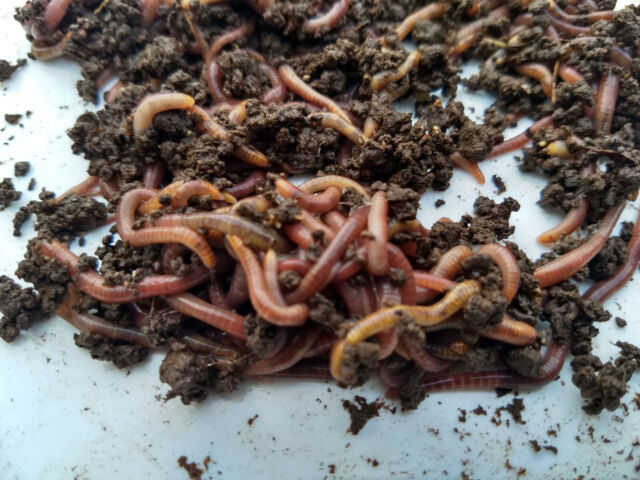 Red Wigglers (compost worms) - STARTER KIT