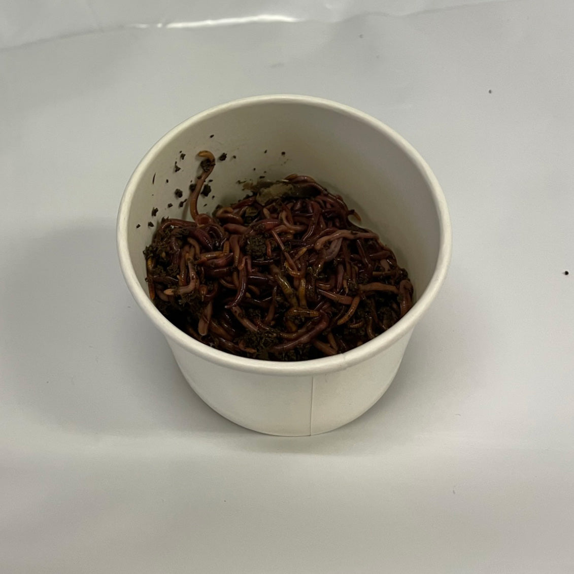 Red Wigglers (compost worms) - STARTER KIT