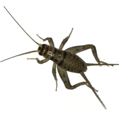 Crickets - Live