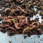 Red Wigglers (compost worms) - STARTER KIT
